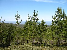 бор Монтереј (Pinus radiata) Хаклбери Хил, Монтереј, Калифорнија