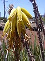 Flower, Aloe barbadensis miller