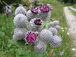 Pūkainais diždadzis (Arctium tomentosum)