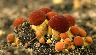 red cracking bolete (Boletus chrysenteron)