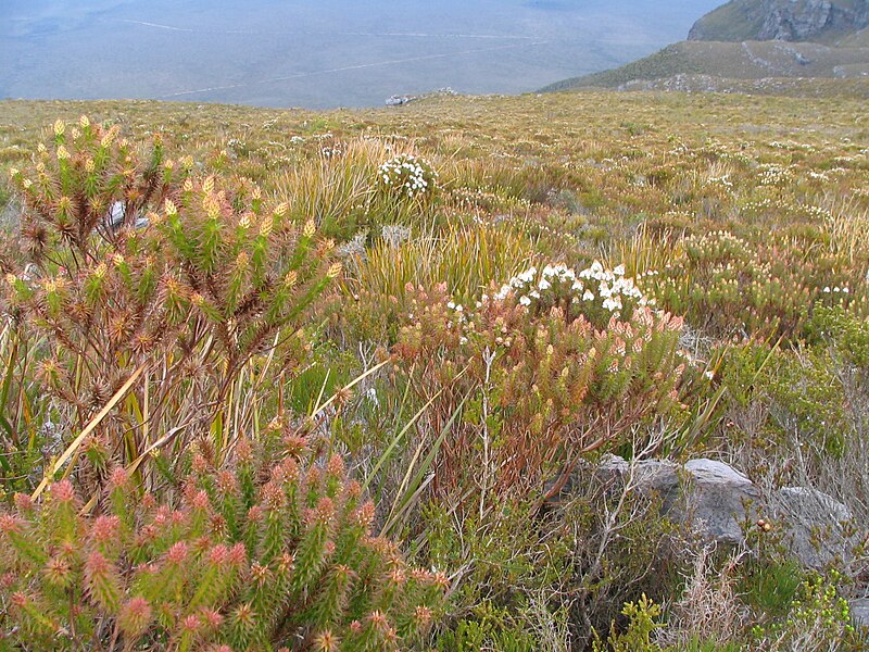 File:24. Stirling Range in spring.jpg