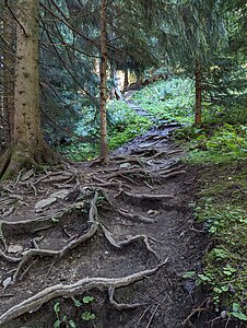 ein Knurzelwurzeltreppenweg, Wanderung über den Wurzelsteig