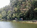 MacRitchie Reservoir