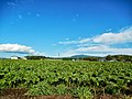 コンニャク畑（群馬県昭和村）