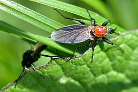 NSG Am roten Steine - Gartenhaarmücke (Bibio hortulanus) - Paarung (2).jpg