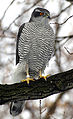 Accipiter gentilis