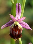 Ophrys argolica