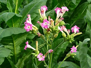 Almindelig Tobak (Nicotiana tabacum).