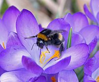 Koningin van de gewone aardhommel op krokus