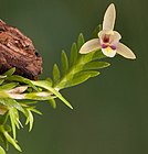 Bromheadia brevifolia Ridl., a member of the subtribe Adrorhizinae