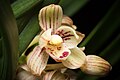 Cymbidium ensifolium