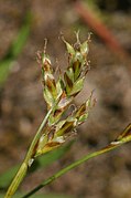 Carex ornithopoda