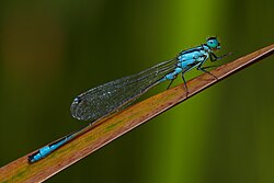 Parastā daiļspāre (Ischnura elegans)