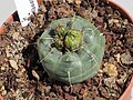 Echinocereus knippelianus.