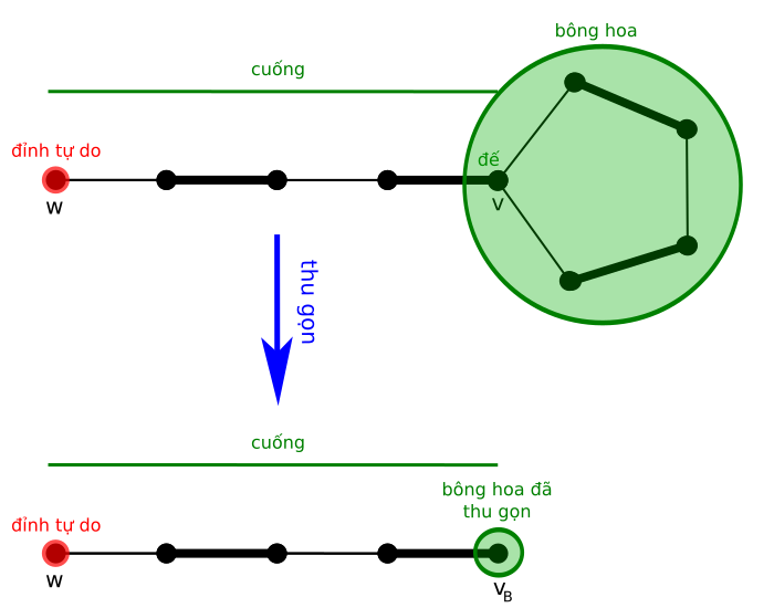 File:Edmonds blossom (vi).svg