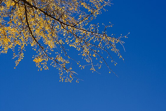 Golden Ginkgo Against the Blue Sky