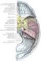 Base of the skull. Upper surface.