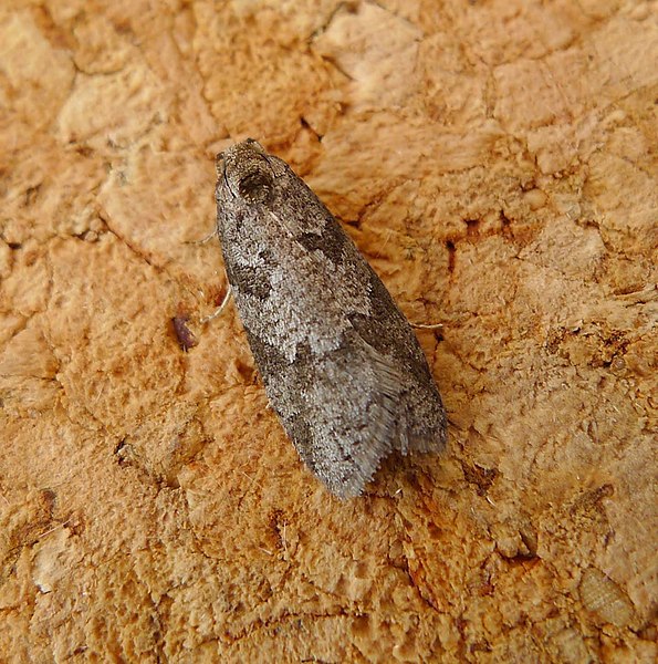 File:Grey( or Light Grey) Tortrix. Cnephasia stephensiana (or incertana) - Flickr - gailhampshire.jpg