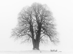 Arbre en Bavière (Grand tilleul à Heiligenstadt (Haute-Franconie)), dans le parc naturel Suisse franconienne.