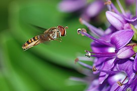 Episyrphus balteatus (Marmalade Hoverfly)