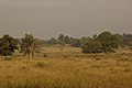 Prados en el Parque Nacional de Kanha