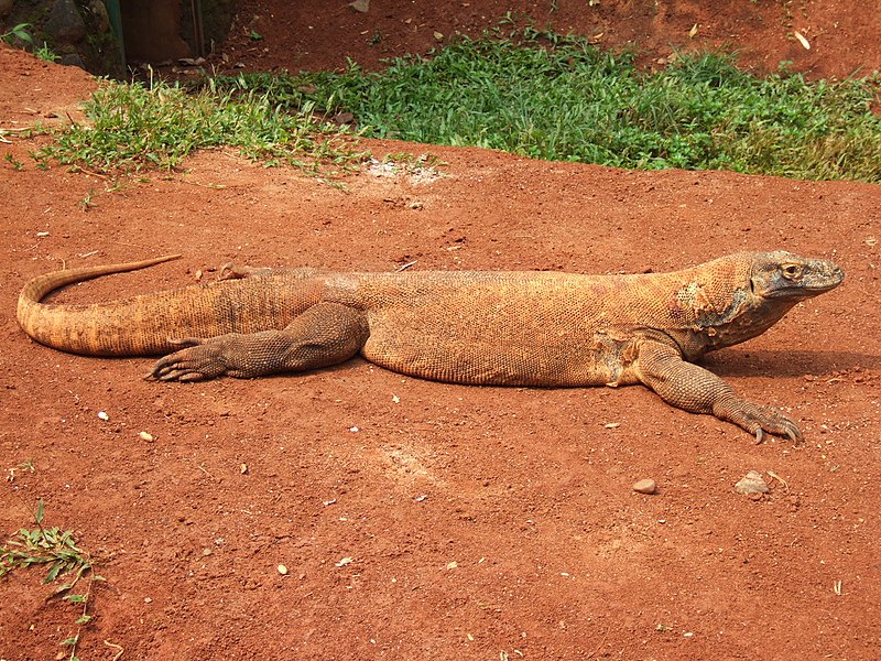 File:Komodo dragon Varanus komodoensis Ragunan Zoo 2.JPG