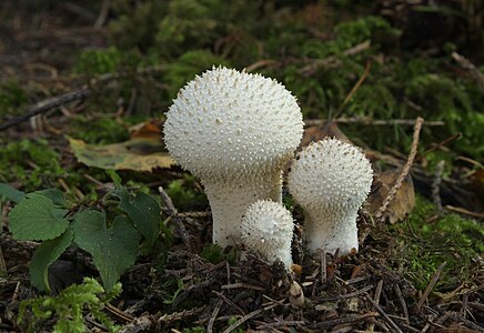 Lycoperdon perlatum (Common Puffball)