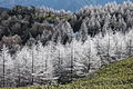 <樹氷または粗氷>（長野県恵那山）