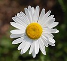 Leucanthemum vulgare