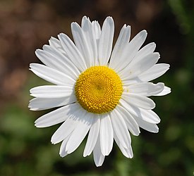 Oxeye daisy