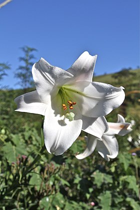 Krans-Lilje (Lilium martagon) Foto: Tinelot Wittermans