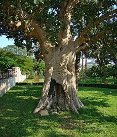 Zacchaeus's sycamore fig in Jericho, contained in the grounds of the Russian Museum.