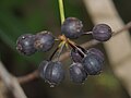 Polyscias australiana viljad