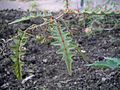 A branch of porcupine tomato (Solanum pyracanthum) in Krefeld, Germany.