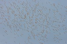 A blue sky with many tiny silhouettes of distant flying birds