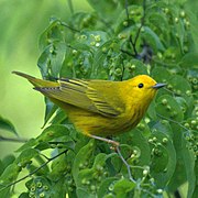 Individu au plumage tirant sur le vert.