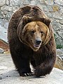 Brown bear (Ursus arctos)