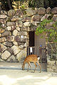 Public restrooms have gates to keep the island's deer out