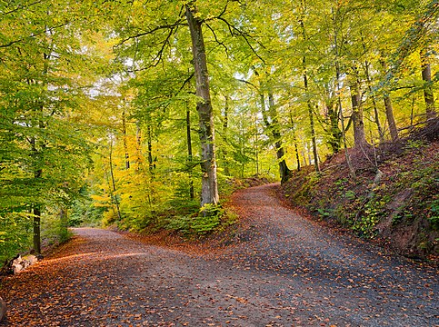 Forest near "Neuer See" in the natural reserve "Rotwildpark", Stuttgart, Germany.