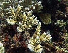 Acropora listeri