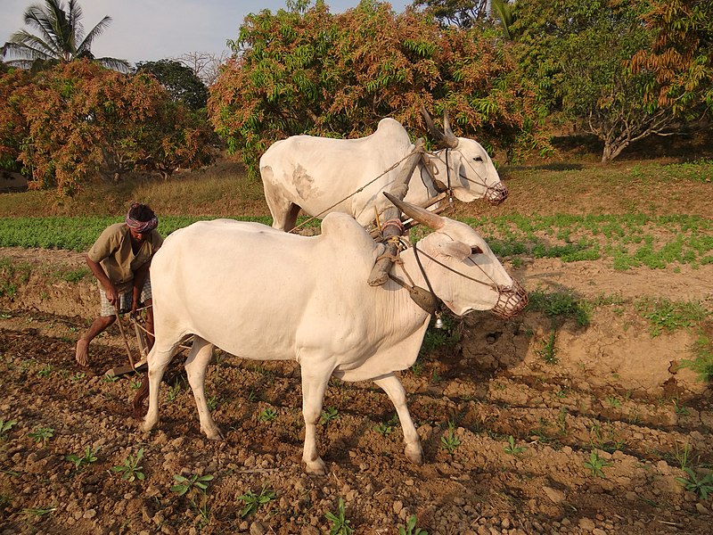 File:Bullocks Plough.jpg