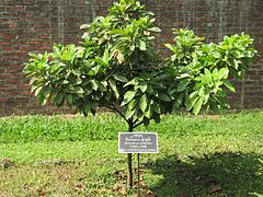 Description de l'image Baccaurea ramiflora (Burmese grape) tree in RDA, Bogra.jpg.