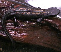 Cynops ensicauda popei001.jpg