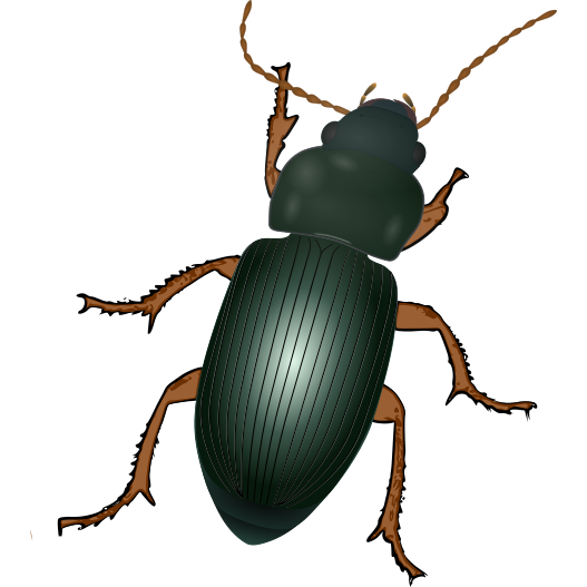 File:Carabidae.svg