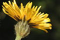 Crepis conyzifolia