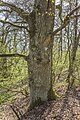 * Nomination Natural monument "Oak on the Streifberg" near Ostheim --Plozessor 06:47, 1 January 2024 (UTC) * Promotion  Support Good quality. --Sebring12Hrs 08:19, 1 January 2024 (UTC)