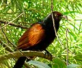 Green-billed coucal