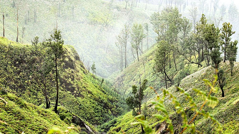 File:Green Hill in Baluran Park.jpg