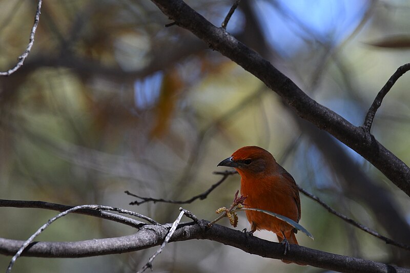 File:Hepatic tanager Ramsey Canyon Cabins 4.14.22 DSC 4276.jpg