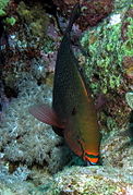 A parrotfish feeding on algae on a coral reef